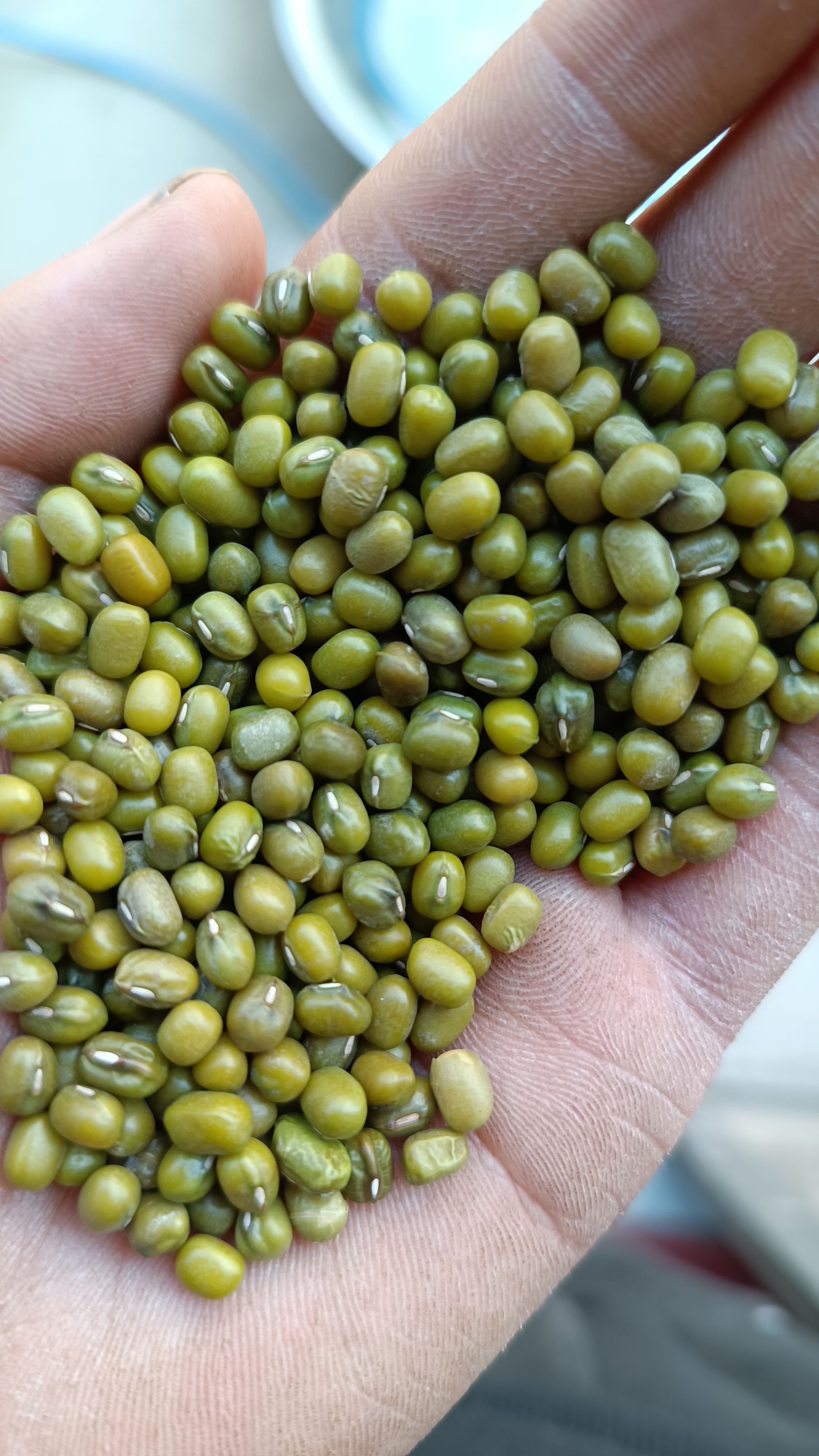 大粒甄选绿豆 熬粥磨面 质量好 50斤绿豆 质量好 价格美丽