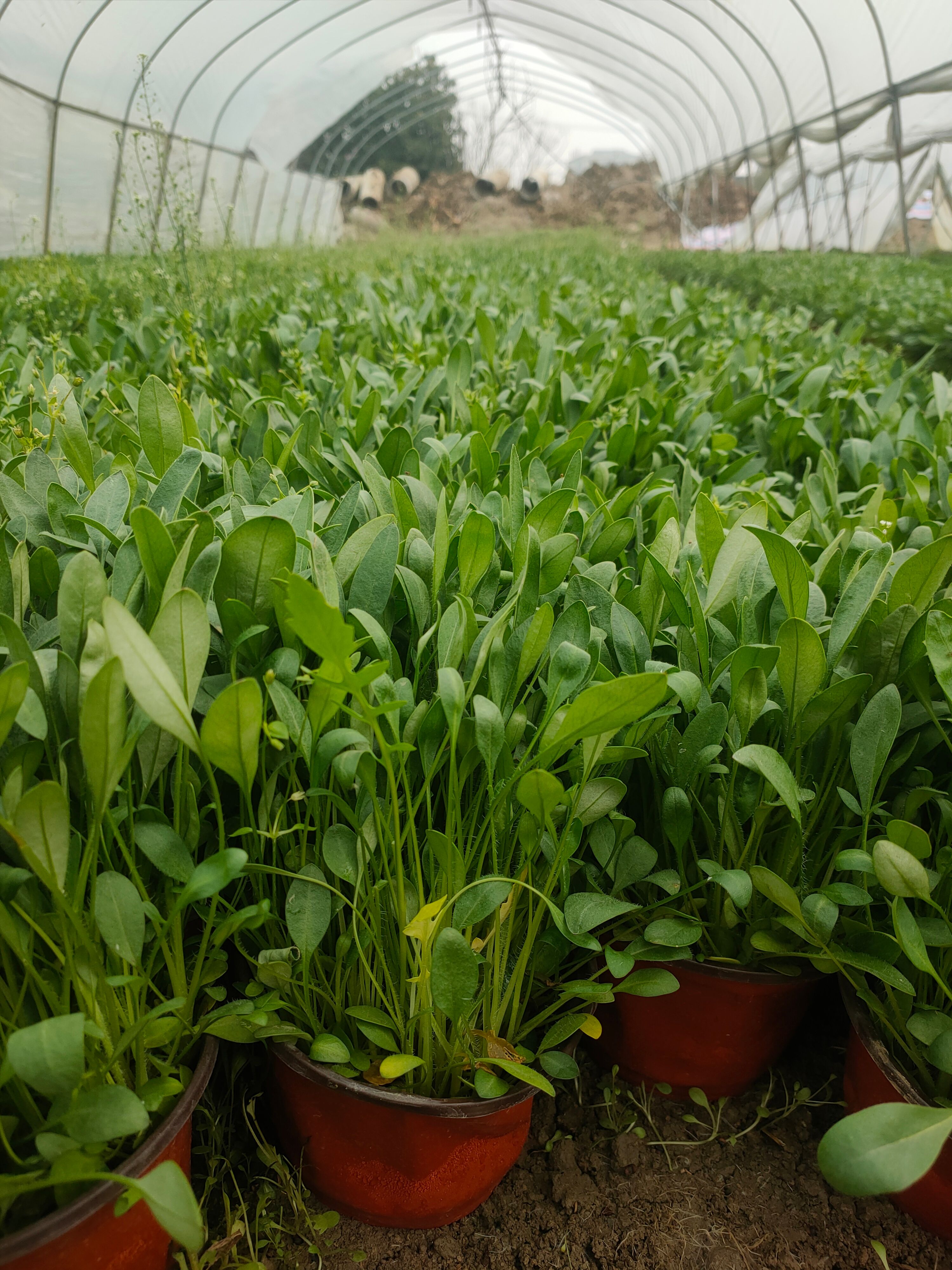 金鸡菊苗  大花金鸡菊