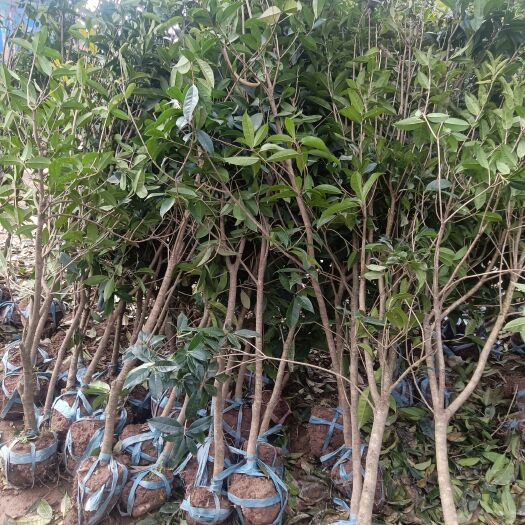 波叶金桂  桂花树 桂花