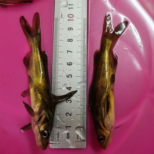 南宁黄骨鱼苗，黄颡鱼，黄腊丁，杂交黄骨鱼，身长好养快大，规格齐全