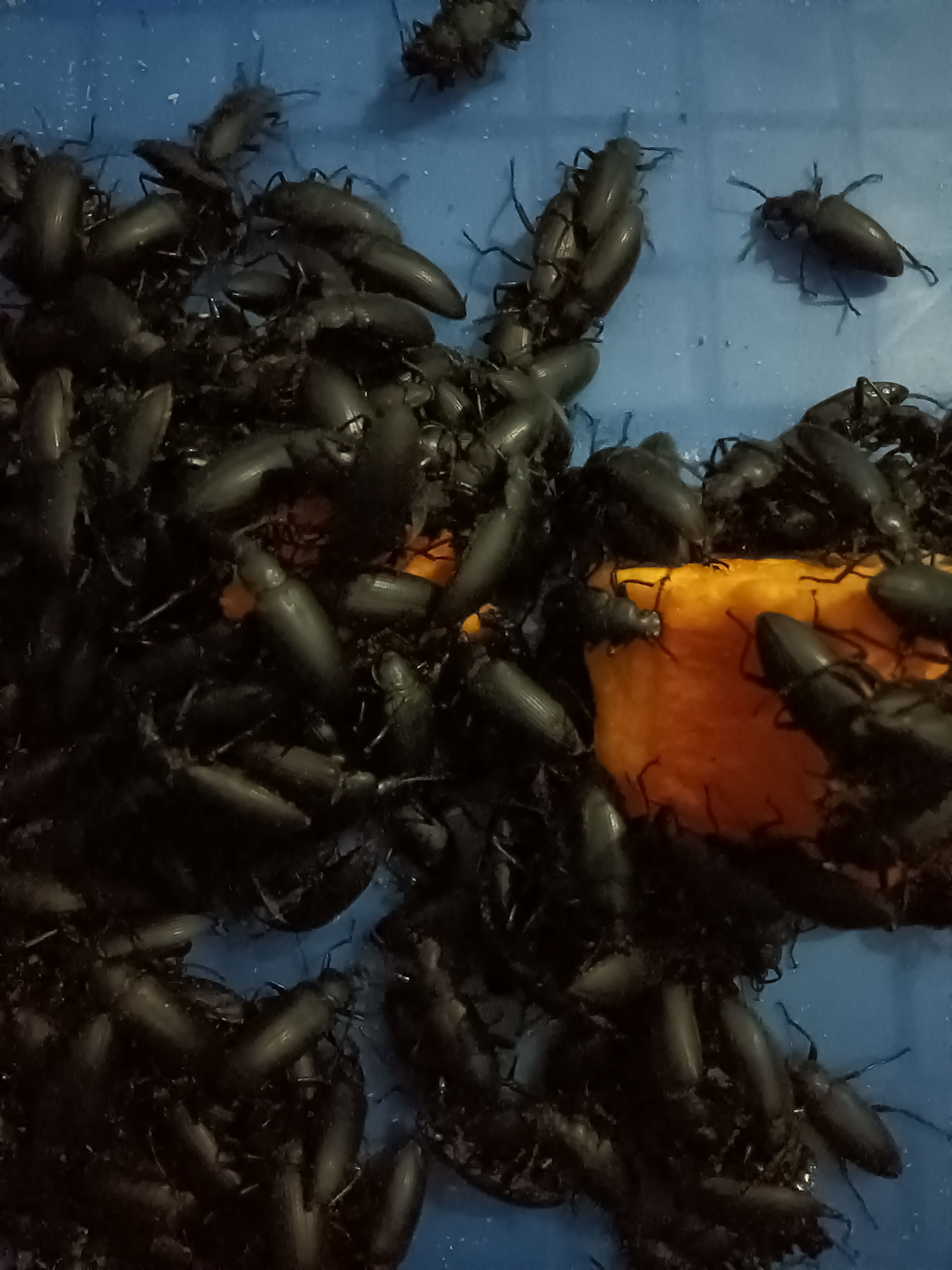  大麦虫蛋白虫甲壳虫母虫小黑虫活体虫