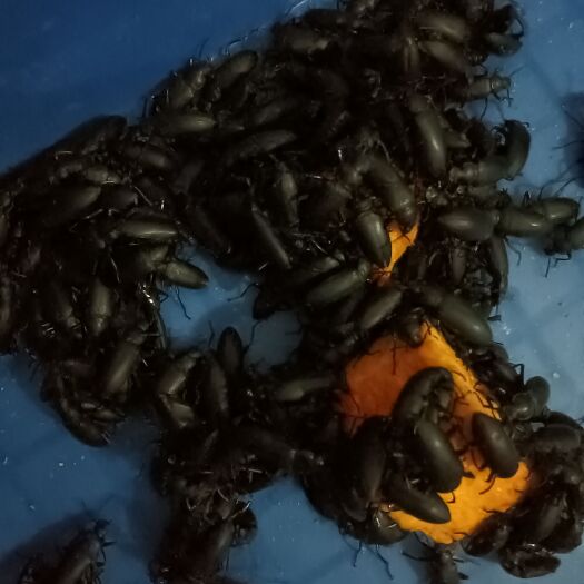 阳春市 大麦虫蛋白虫甲壳虫母虫小黑虫活体虫