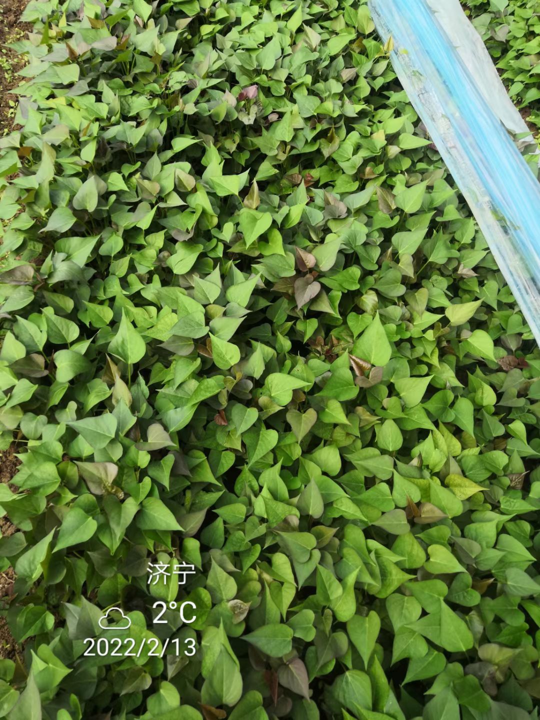 山西地区秦五，商薯19，哈密，西瓜红脱毒薯苗