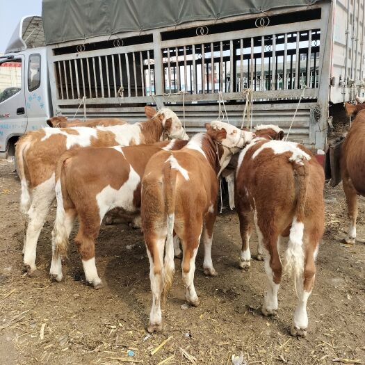 威宁县肉牛 高山农户散养骨架大品相好抗病毒能力强