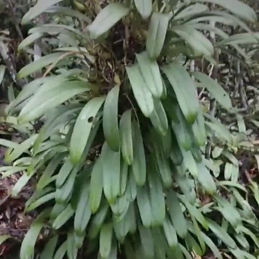 荔波县檀香石斛盆栽 单叶大叶石橄榄树桩盆景