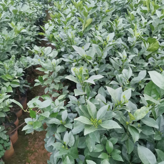 荔浦市脐橙树苗 精品蜂蜜脐橙苗，保证正品