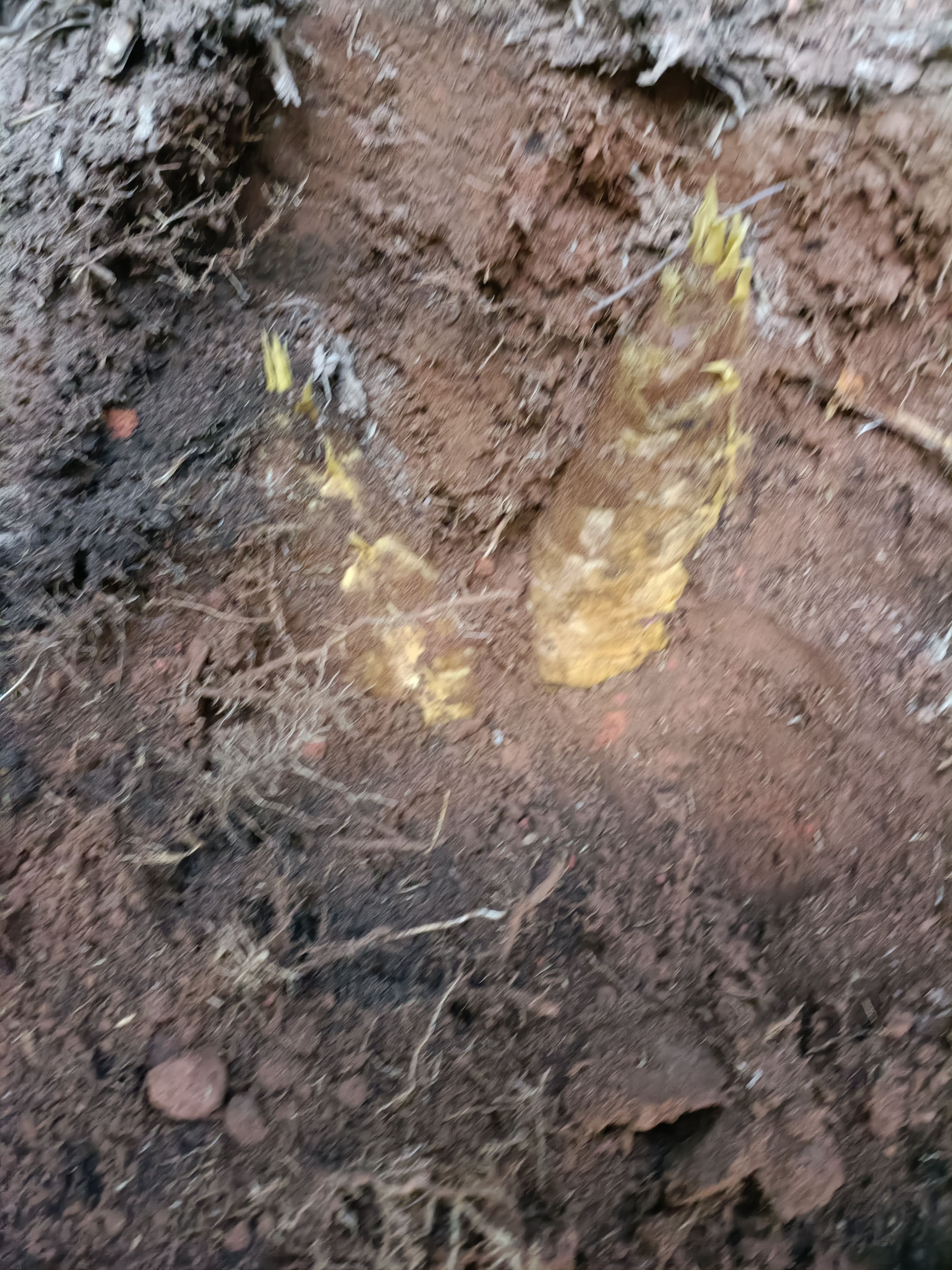 红泥春笋巴适。切头。价格美丽。口感好，竹纤维含量比较高。