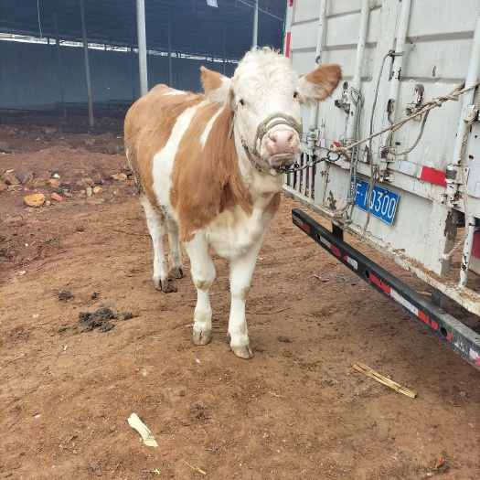 肉牛 500-800斤 母牛 繁殖母牛 6-7月龄 