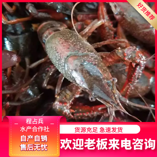 洪湖市中青一手货源规格好，货源充足，底板干净