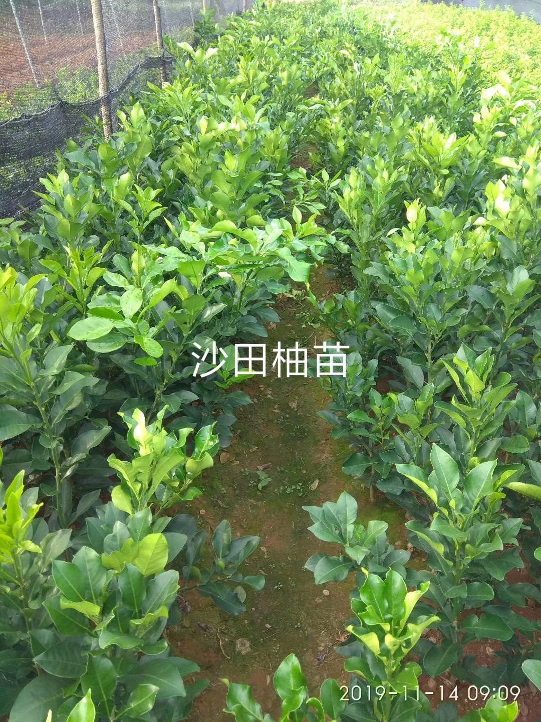 沙田柚苗，桂柚一号沙田柚，正品保证