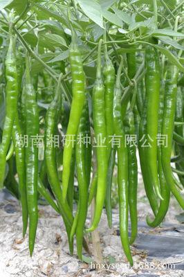 邵阳县线椒苗 早春蔬菜种苗