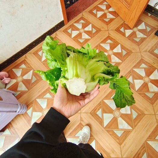 六盘水包心芥菜 芥菜 ( 酸菜 腌菜 方便面配料)
