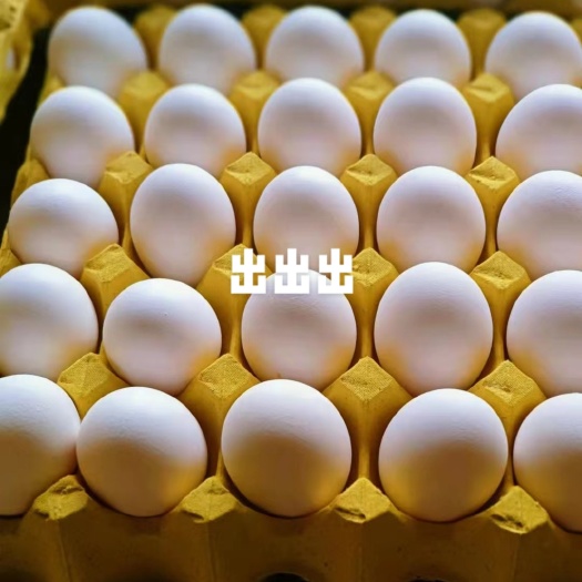 大荔县白壳蛋 京白：红心