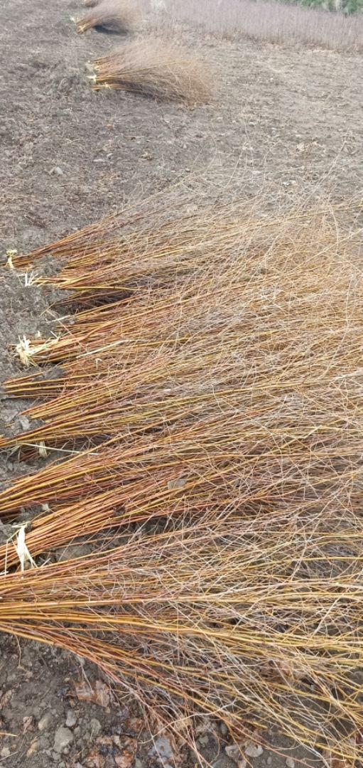 桓仁县辽宁桓仁桦树苗供应 苗床小苗优质货源 植株健壮易于栽培