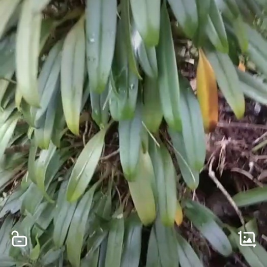 荔波县棒节石斛盆栽 单叶大叶石橄榄树桩盆景