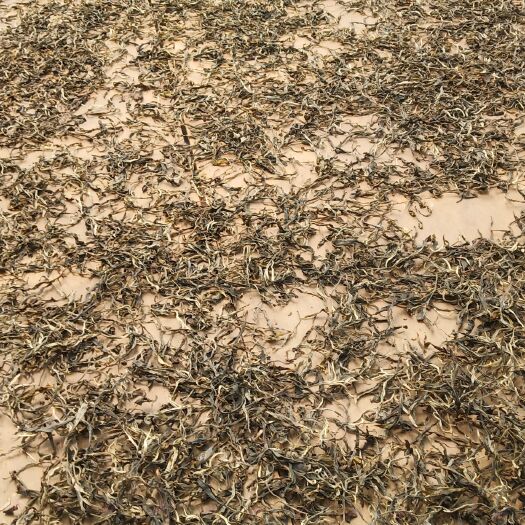 勐海县茶花树 生态茶叶