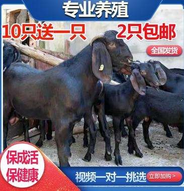郓城县黑山羊  30只以上免费送货到家！