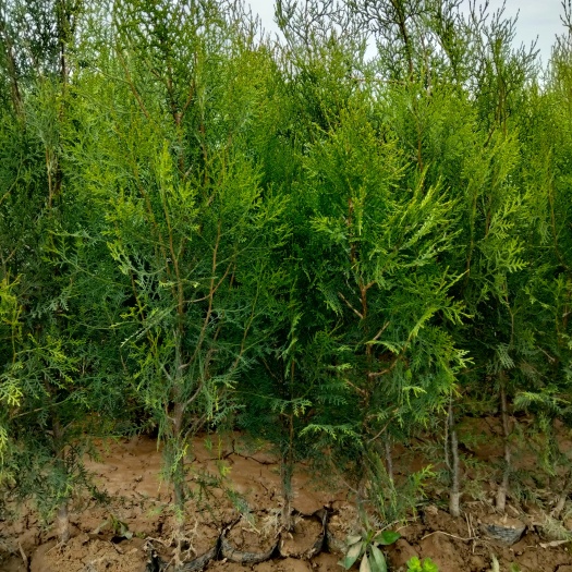 周至县圆枝侧柏 侧柏侧柏球