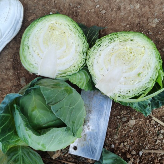 泸西县圆包菜 橄榄小铁头园包菜