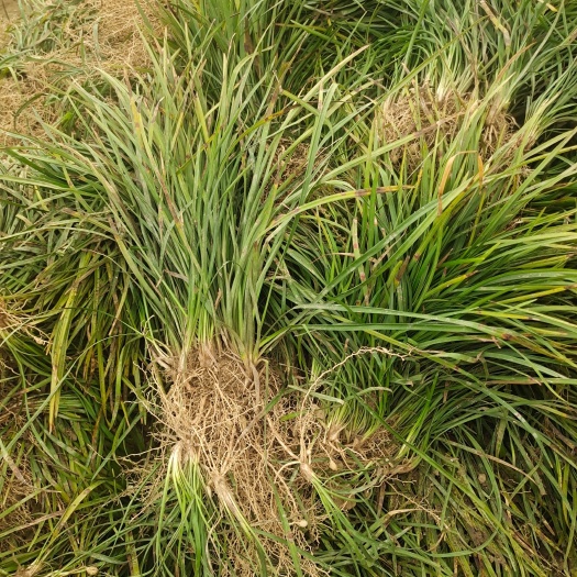 襄樊 襄阳洪坤麦冬草基地常年大量优惠批发春季采果麦冬草基地直销