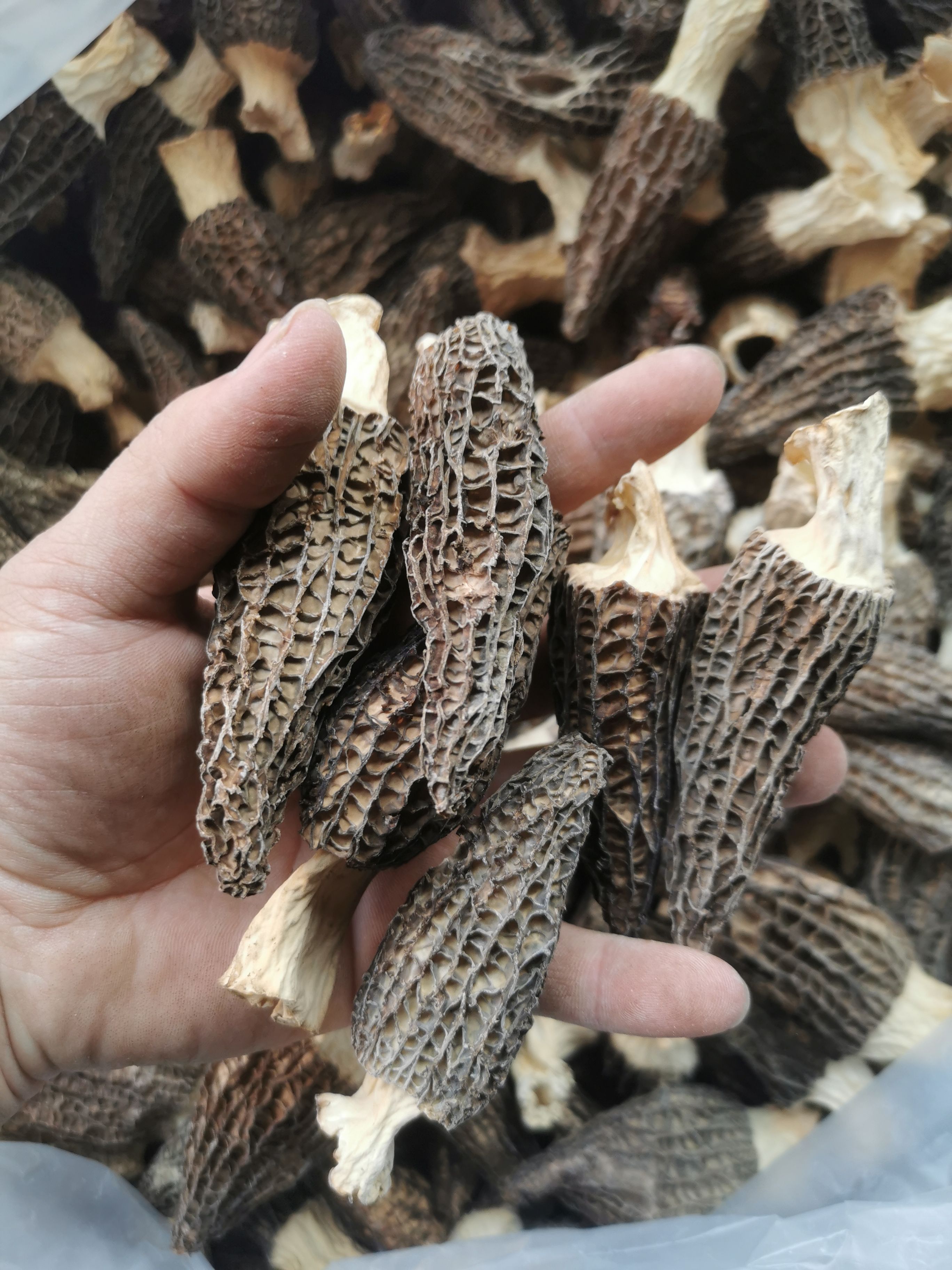 【1斤起批】产地羊肚菌  手选品质 各种规格 原色原干 净重