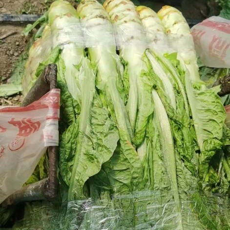 南京 莴笋