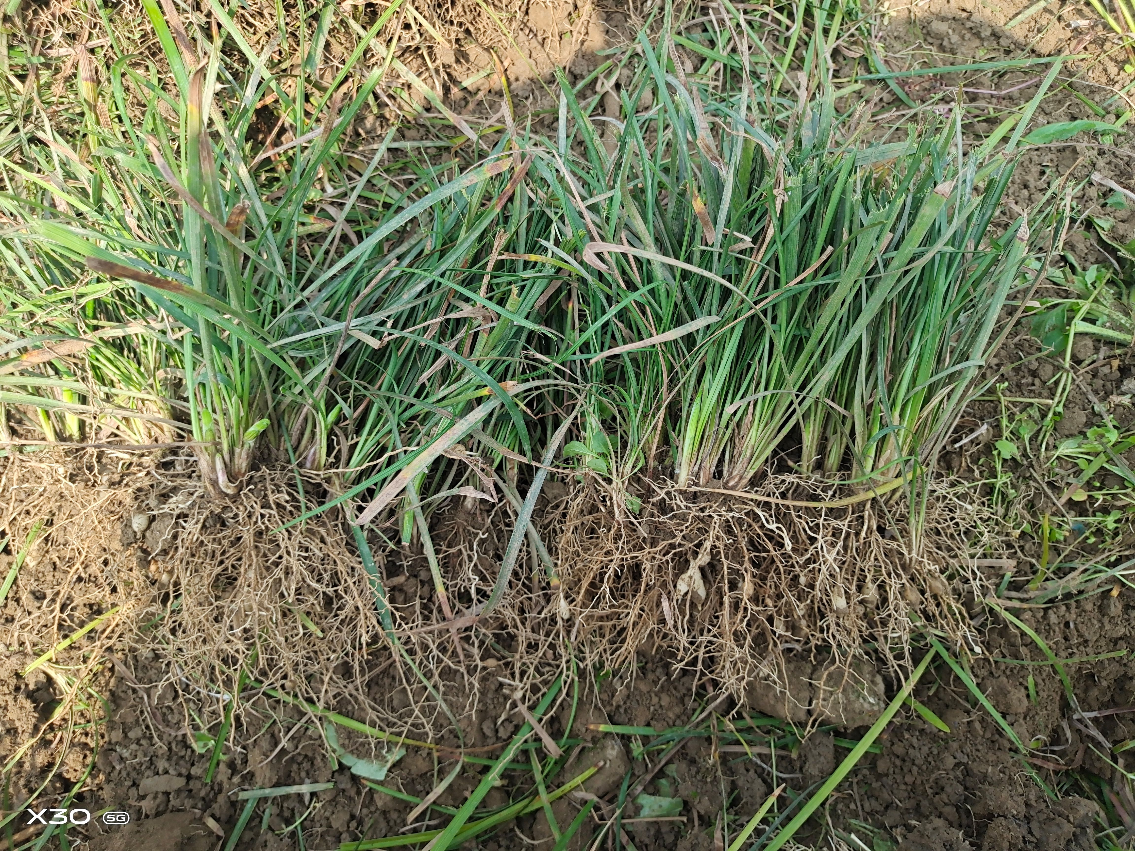  襄阳洪坤麦冬草基地常年大量优惠批发春季采果麦冬草基地直销