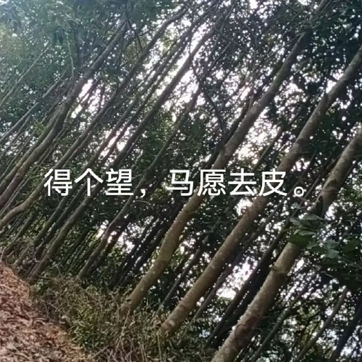 桂皮树  生桂皮