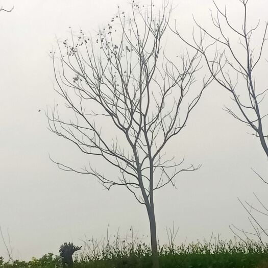 重庆市 栾树