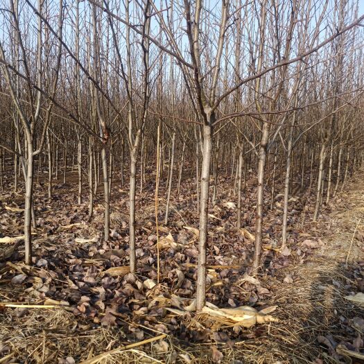 青龙县梨树苗，3-5公分，