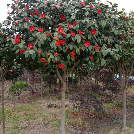 长沙县独杆茶花树