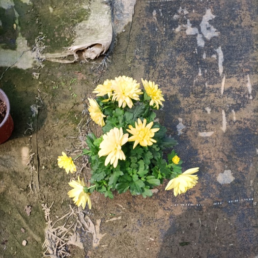 广州雏菊 耐寒四季大菊花苗带花苞花卉观花植物千头菊乒乓菊室内外阳台盆栽