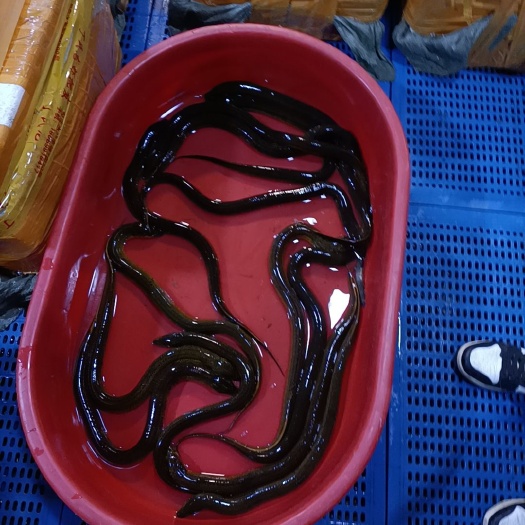 杭州 黄鳝