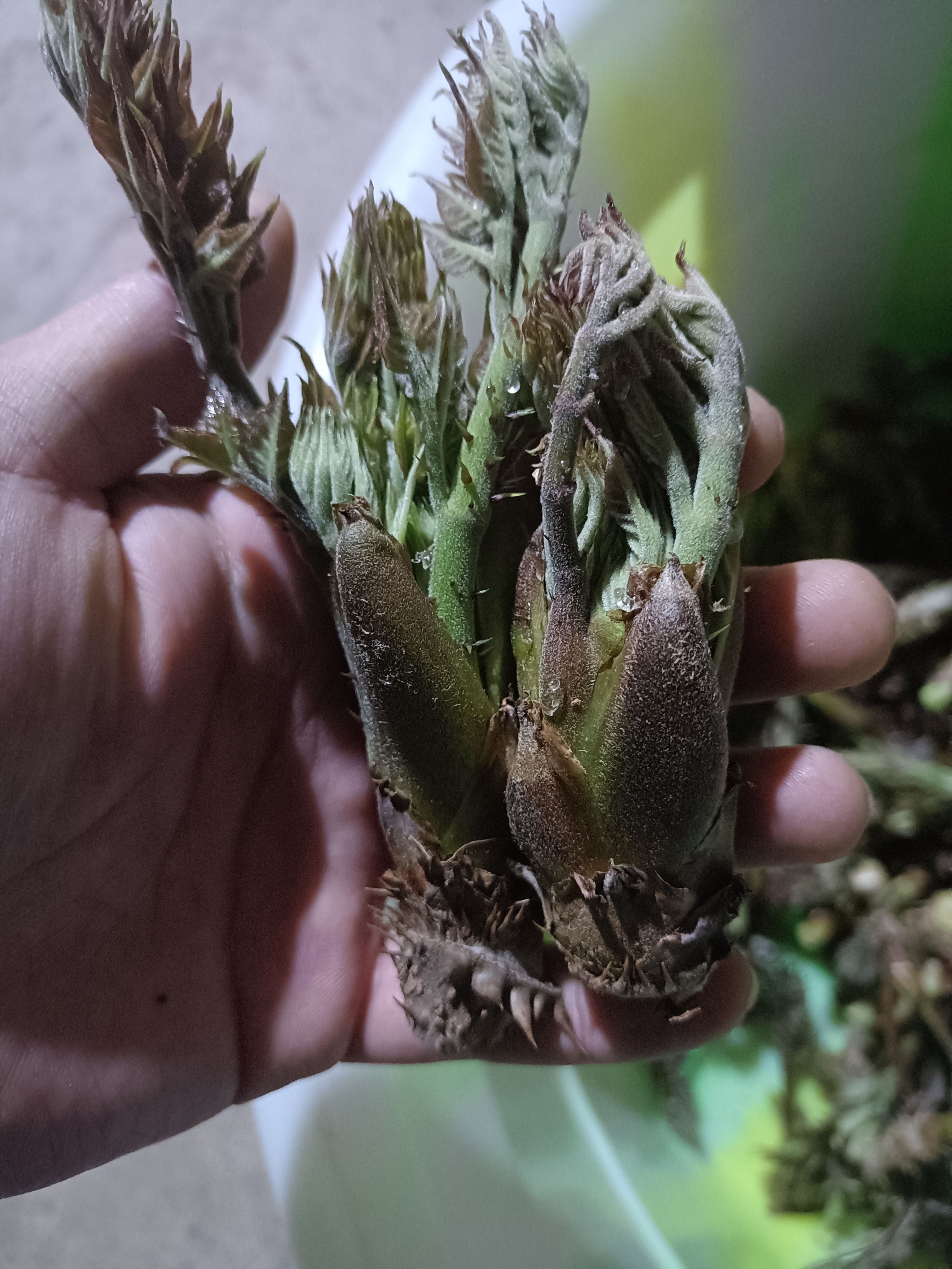 赫章县2023年刺老芽刺老包刺龙芽大量供应，欢迎对接合作