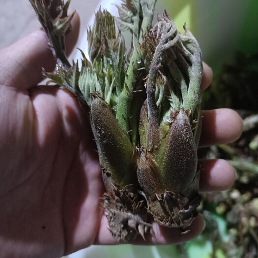 赫章县2023年刺老芽刺老包刺龙芽大量供应，欢迎对接合作