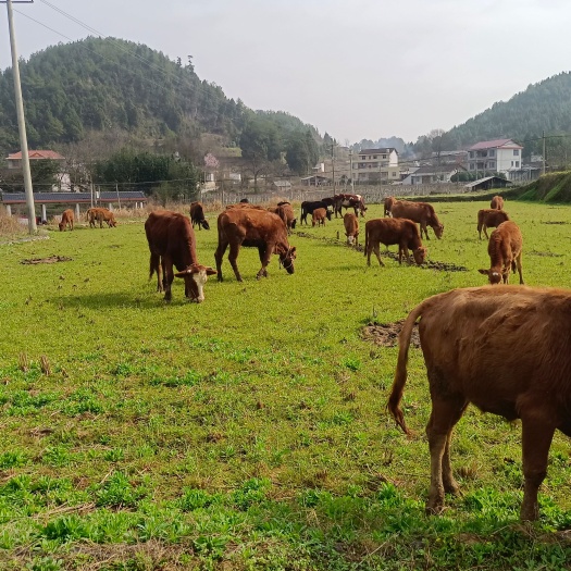 永顺县 湘西黄牛