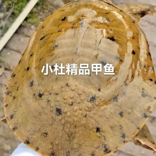 钟祥市黄沙鳖  小杜精品甲鱼