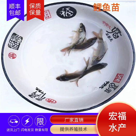 上饶建鲤鱼苗出售精品质快大淡水鱼苗生长周期短抗病能力强包邮