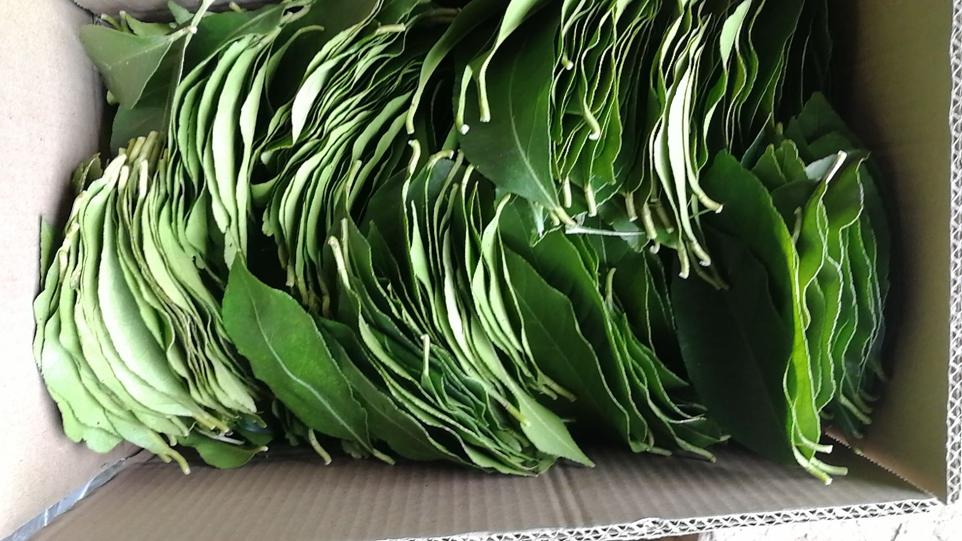柠檬叶新鲜泰国冬阴功调料东南亚菜调料西餐烧烤肉调料天然香料