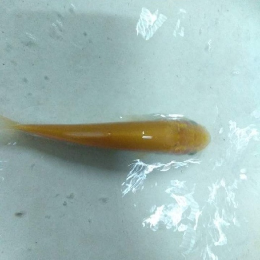 南宁金草鱼苗 金草鱼
