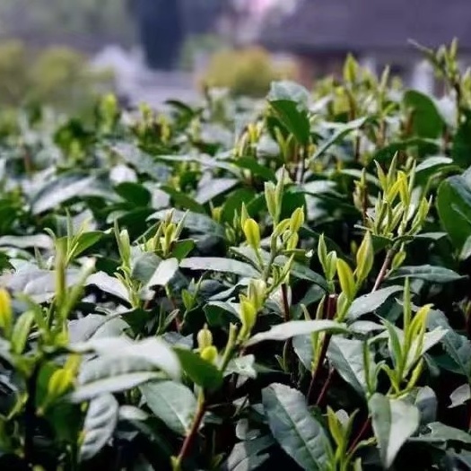 贞丰县龙井茶  茶上市，真正农家台地茶！