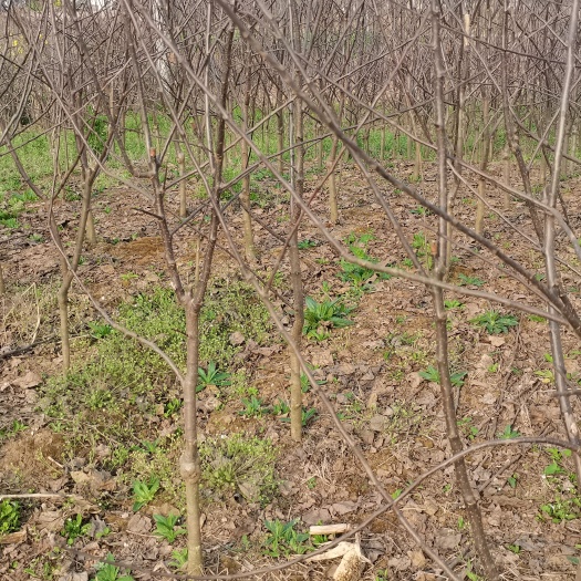 简阳市红将军苹果苗 苹果苗
