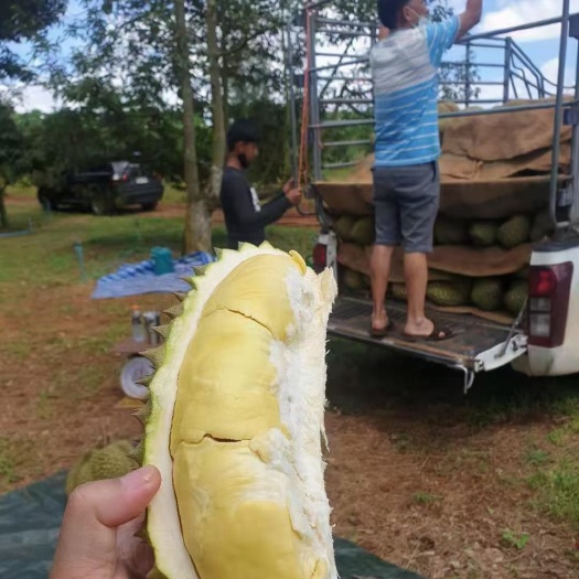广州泰国金枕榴莲