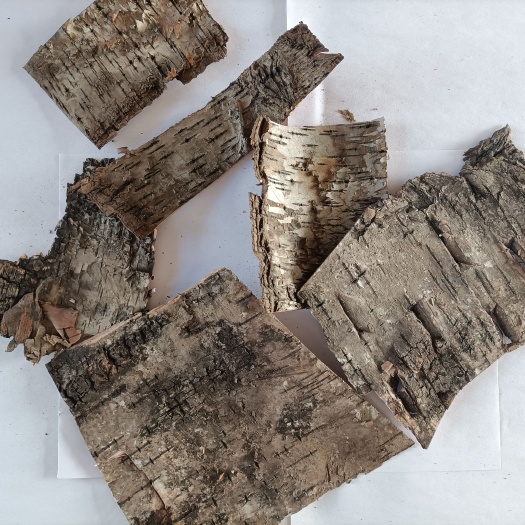 嫩江市白桦茸 中药桦树皮白桦皮