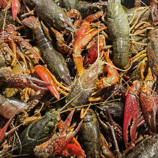 苏州 小龙虾