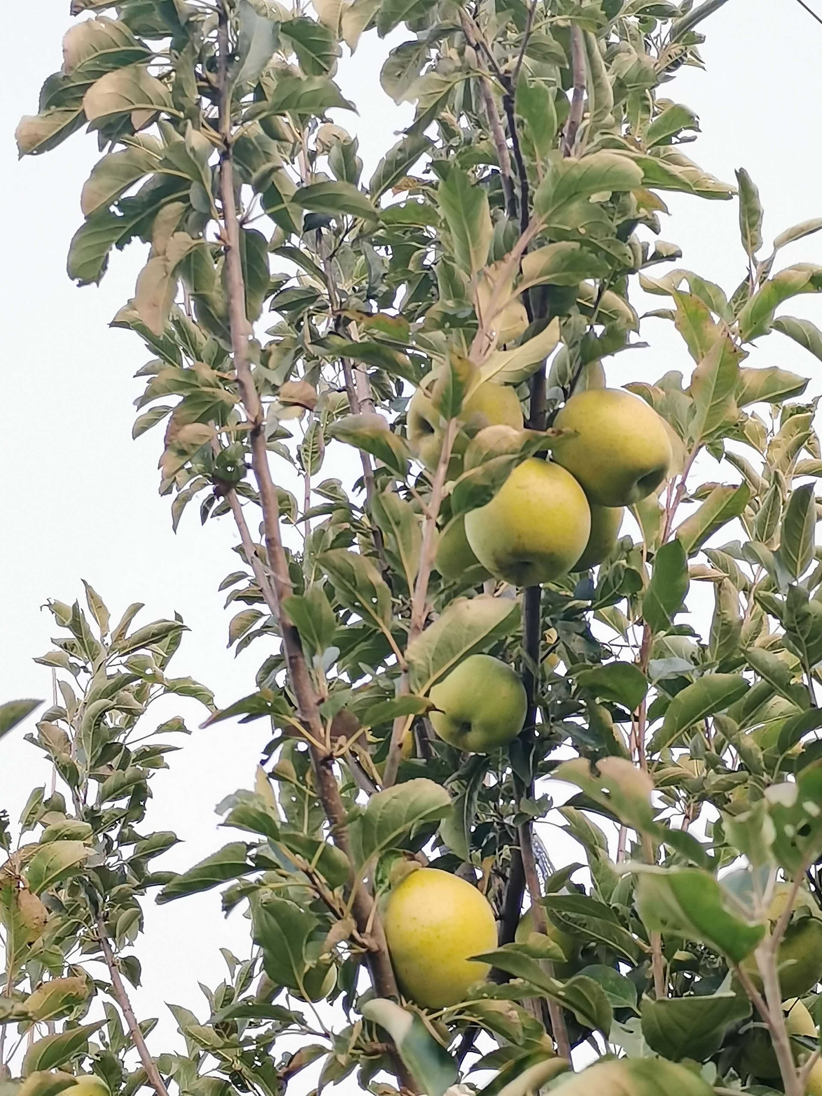 莱阳市王林苹果各级别都有65，70，75，80常年批发
