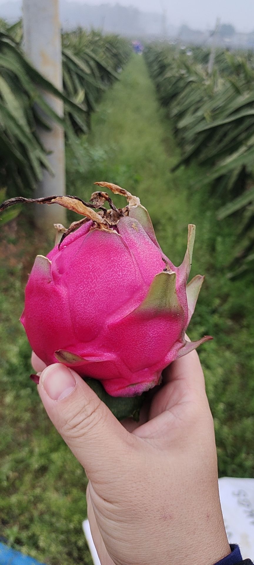  紅心火龍果