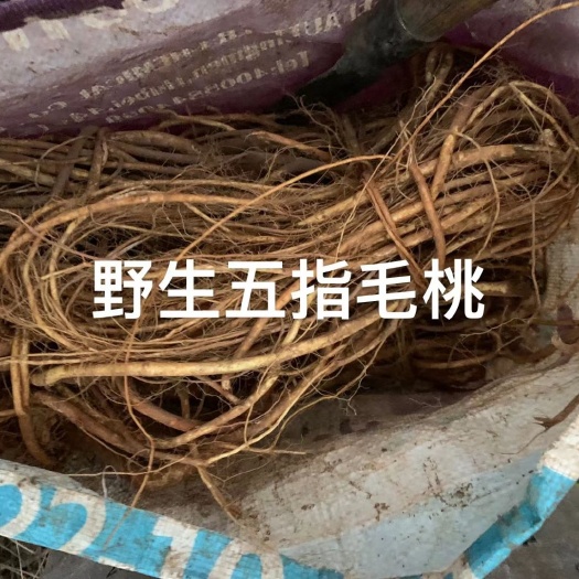 连南县 五指毛桃