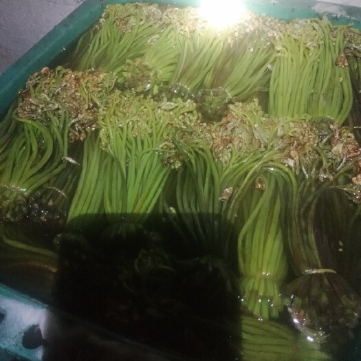 六盘水蕨菜 甜蕨，青蕨，统货，量大每天供应十吨以上，需要的老板抓紧联系!
