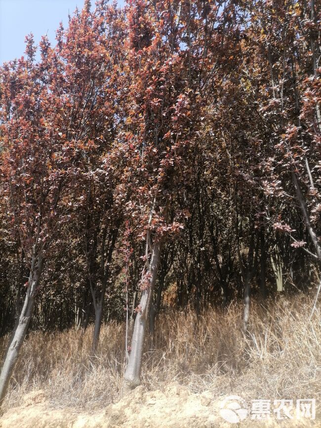 丛生红叶李 红叶李   云南红叶李     紫叶李  苗地直